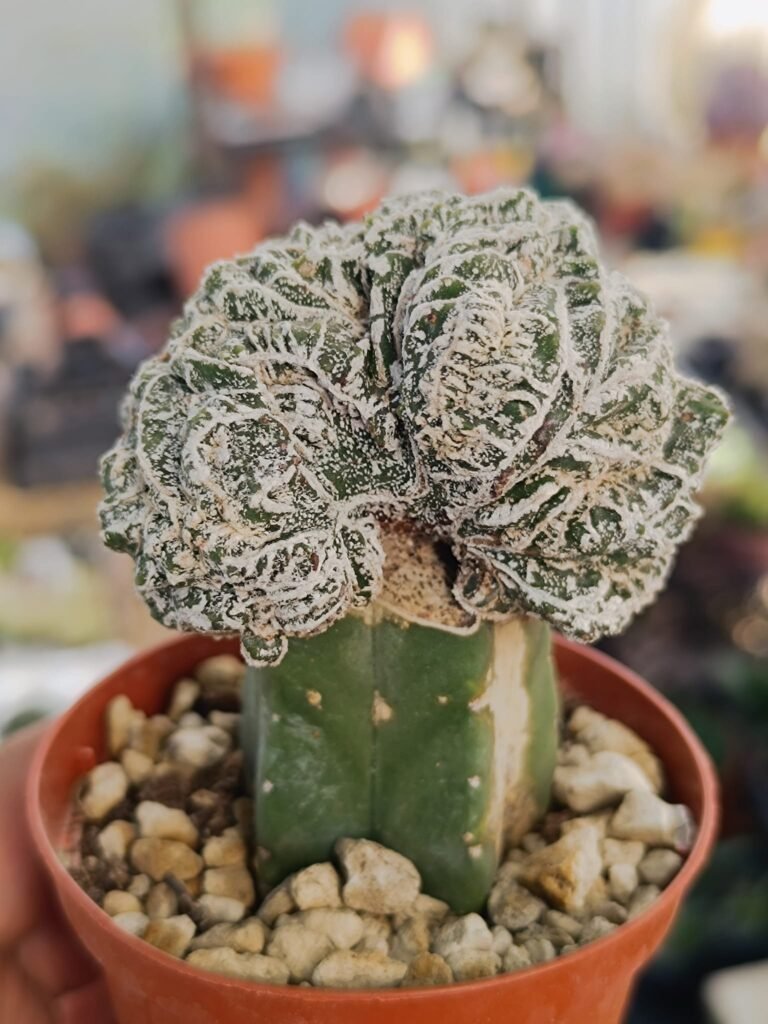 Astrophytum fukuryu haku-jo crestata f. Mostruosa innestata