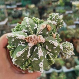 Astrophytum Fukuryu Hyozan prolifera innestata