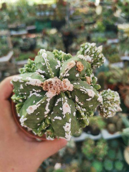 Astrophytum Fukuryu Hyozan prolifera innestata
