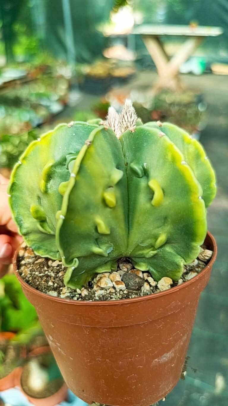 Astrophytum fukuryu variegata multicostatus