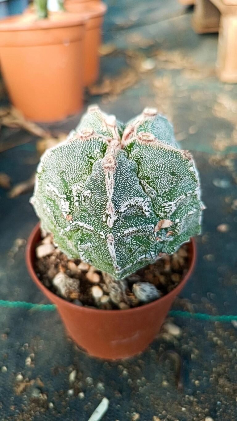 Astrophytum Fukuryu x haku-jo