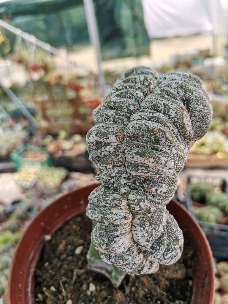 Astrophytum Haku-jo Crestata Innestata
