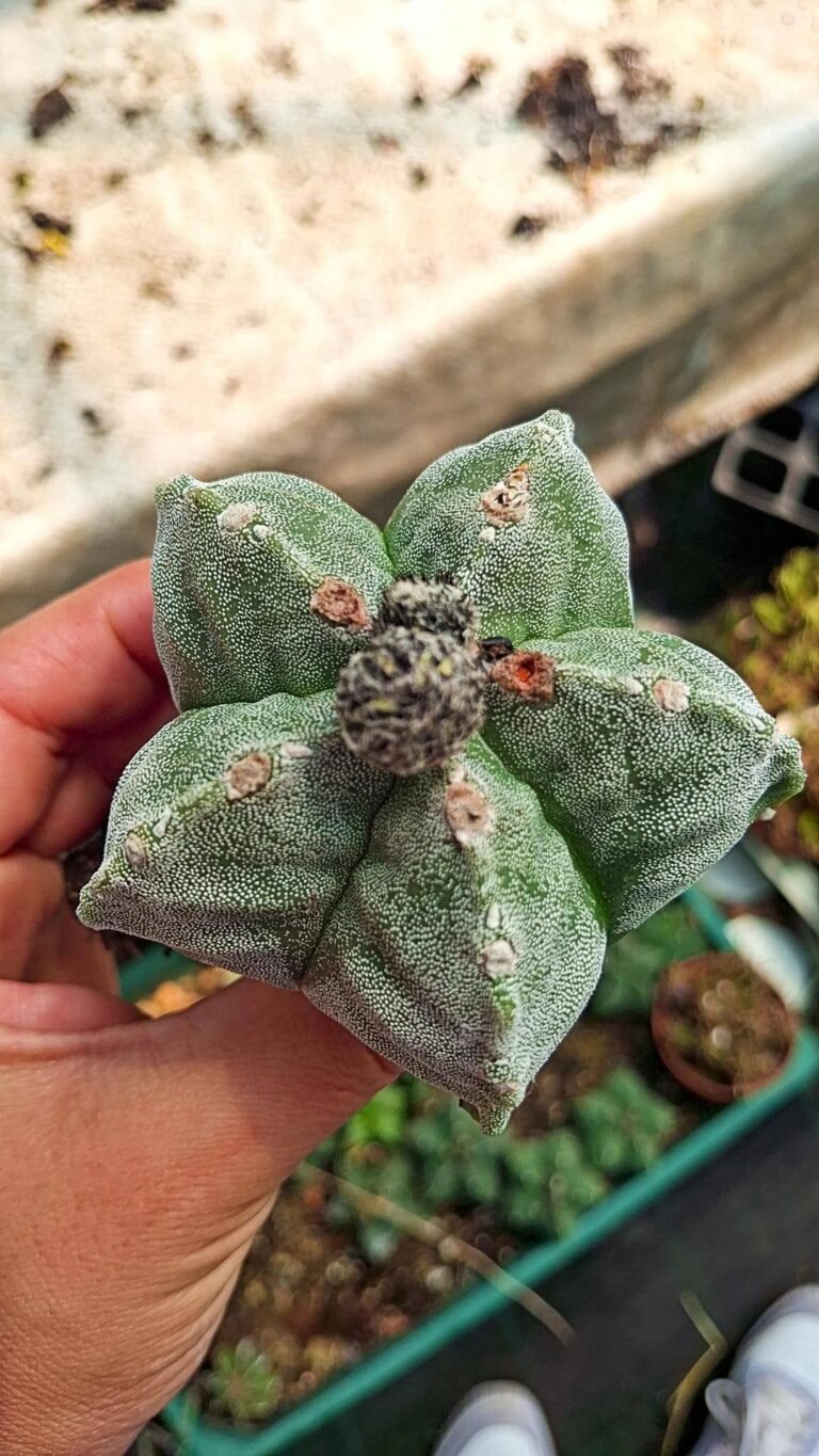 Astrophytum myriostigma Kikko