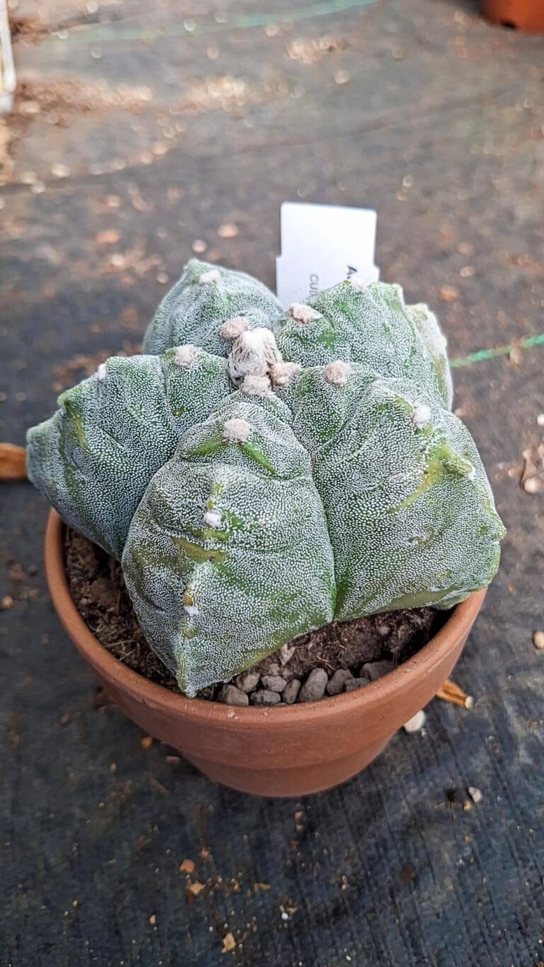 Astrophytum kikko