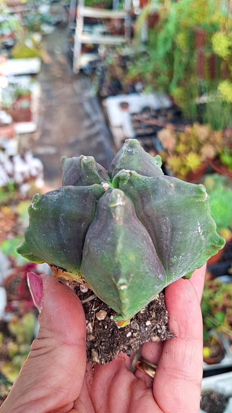 Astrophytum Nudum Kikko