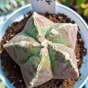 Astrophytum kikko Hybrid Variegata