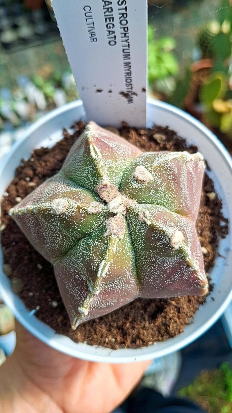 Siracactus-astrophytum-Astrophytum-kikko-Hybrid-Variegata.jpg