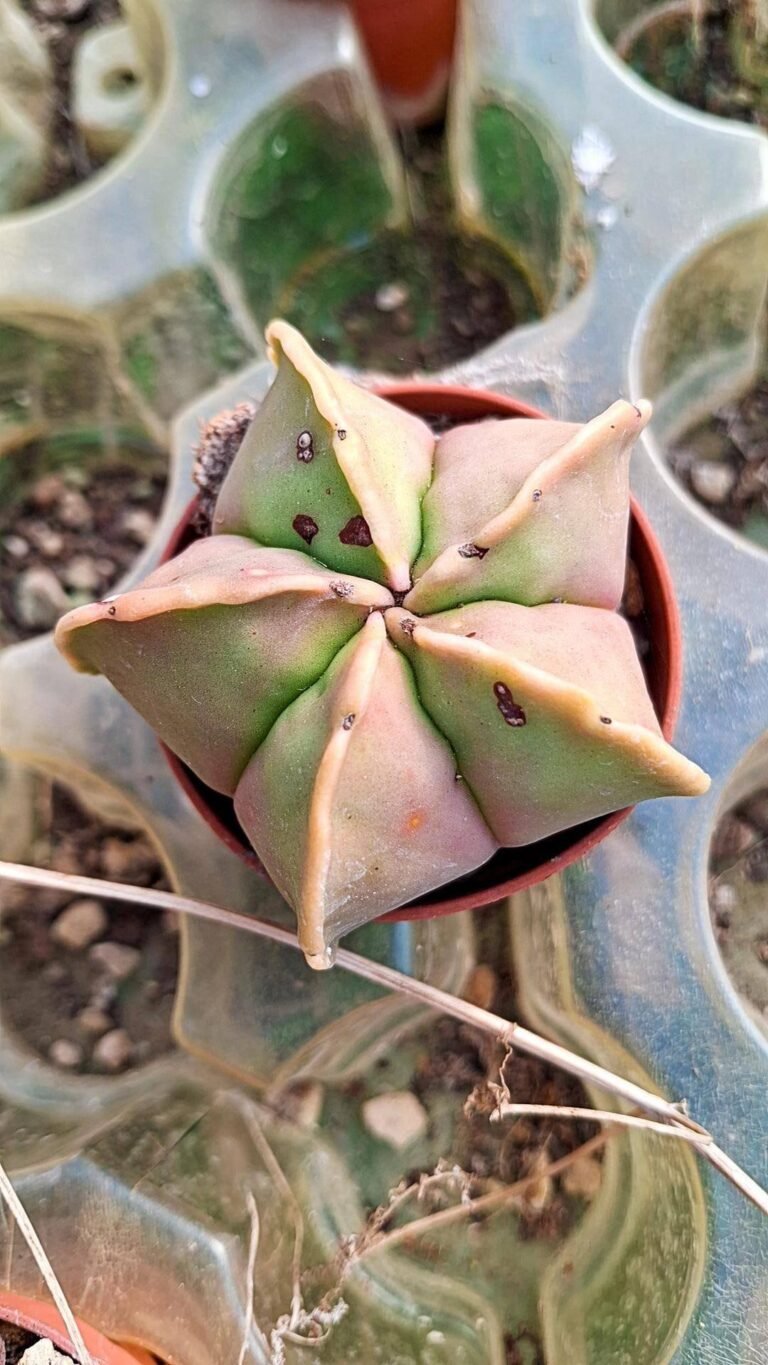 Astrophytum Koh-Yo