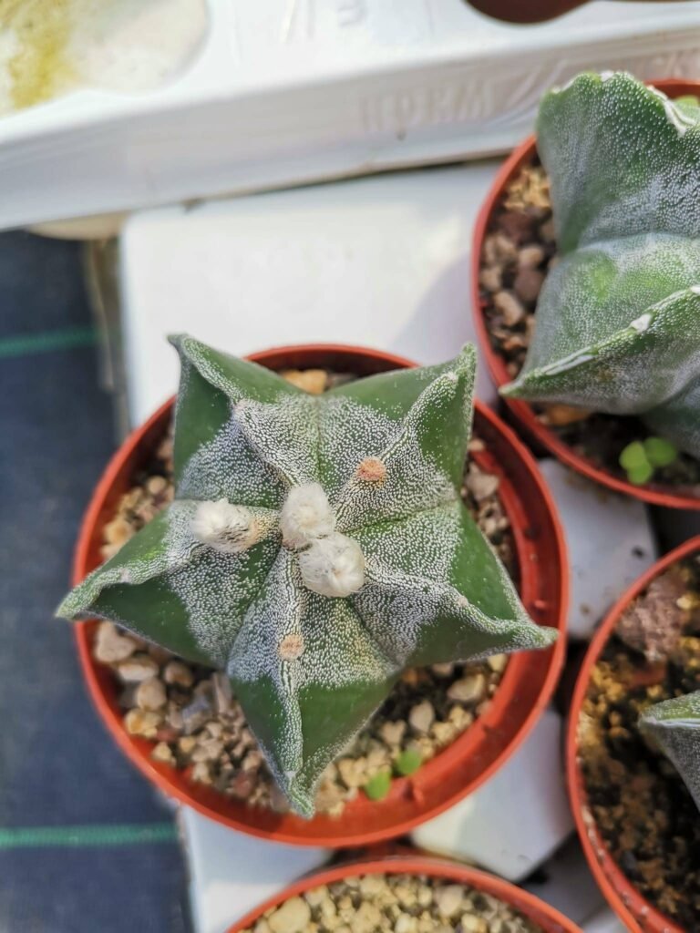 Astrophytum mix, fukuryu, haku-jo, myriostigma vestita