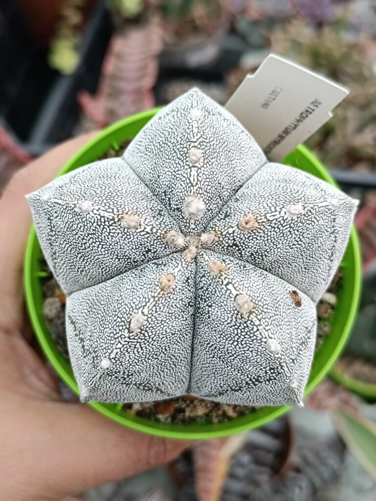 Astrophytum Myriostigma Columnaris Pentacostatum