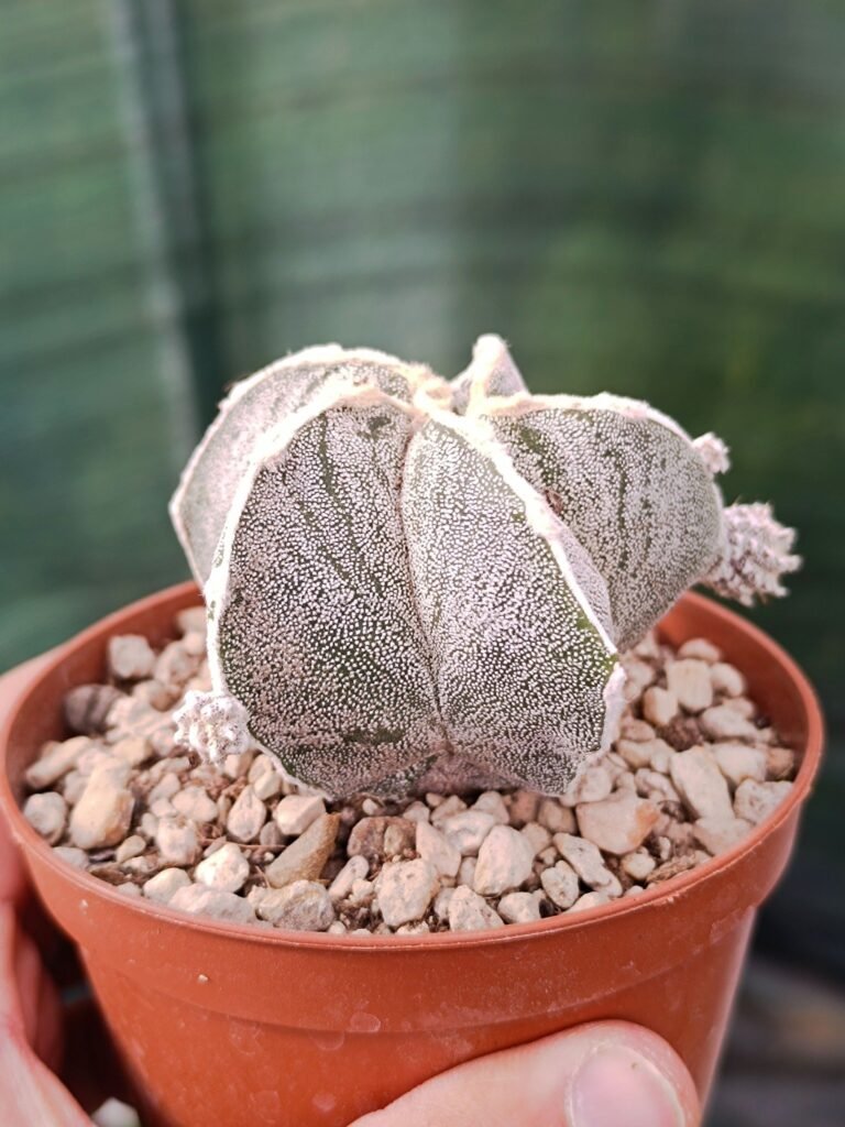 Astrophytum myriostigma Hybrid CV haku-jo con polloni