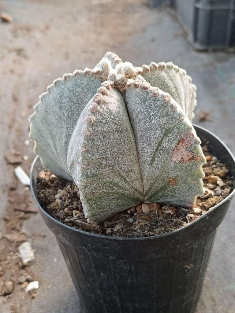 Astrophytum myriostigma Hybrid Pentacostatum big