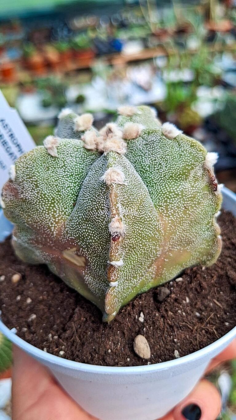 Astrophytum myriostigma Hybrid Variegata