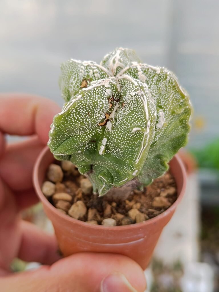 Astrophytum myriostigma fukuryu x hakuun Pentacostatum