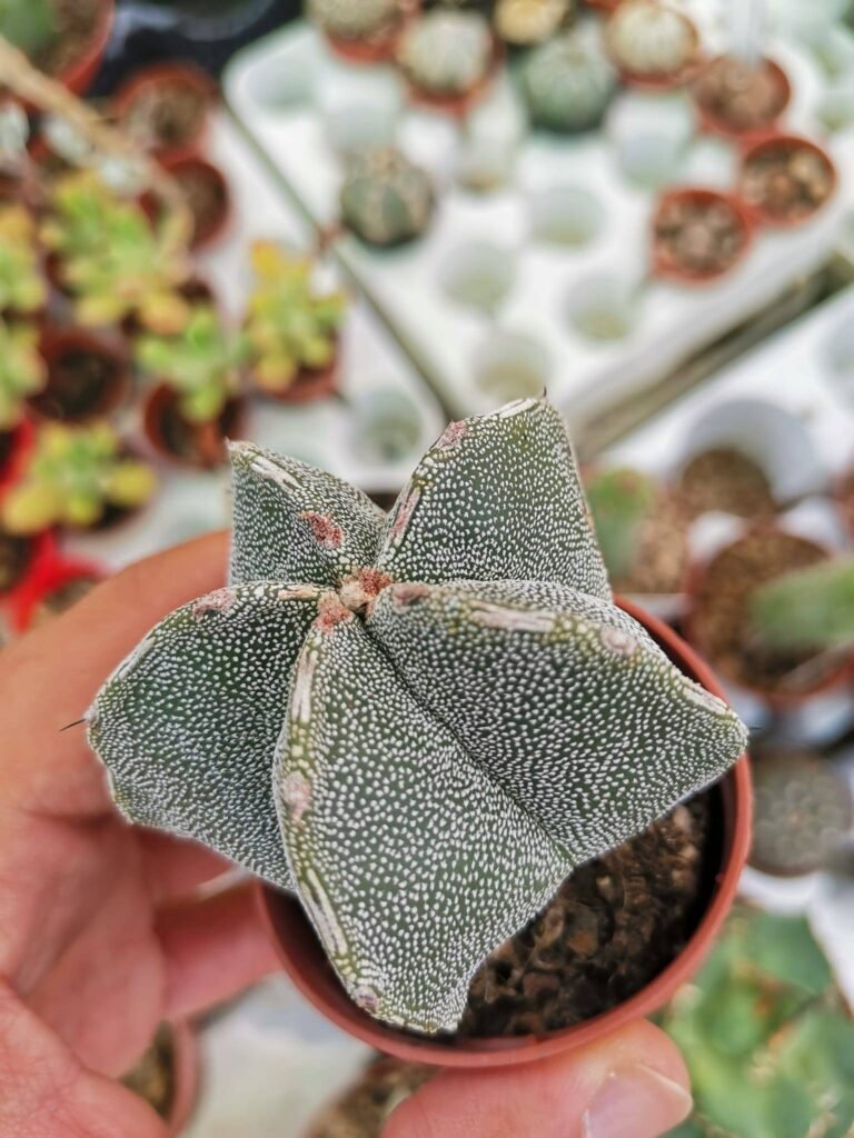 Astrophytum Ornatum hybrid Haku-jo