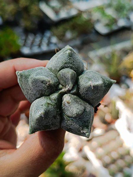Astrophytum Kikko