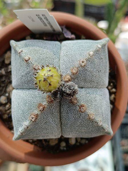 Astrophytum myriostigma quadricostatum