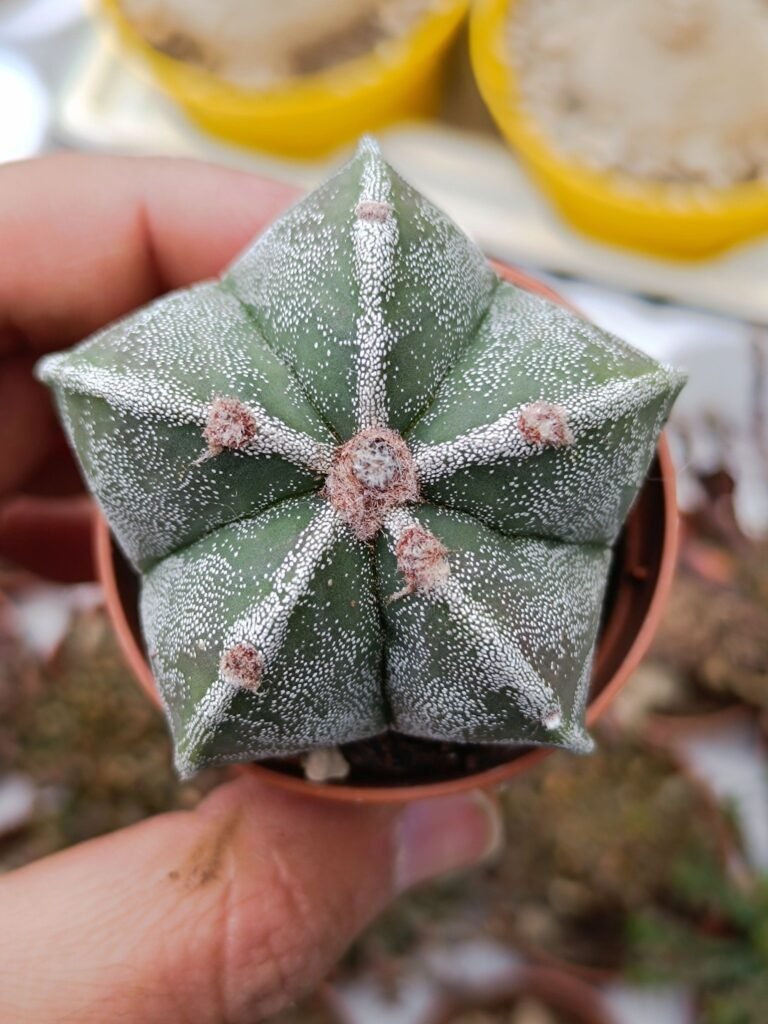 Astrophytum myriostigma vestito