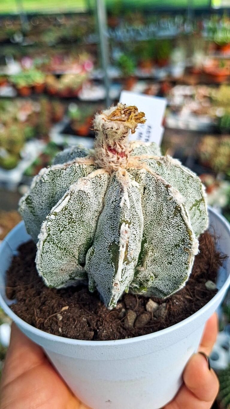 Siracactus-astrophytum-Astrophytum-myriostigma-x-haku-jo-multicostatus.jpg