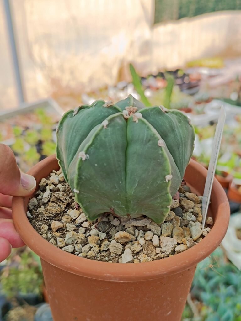 Astrophytum Nudum hybrid Pentacostatum