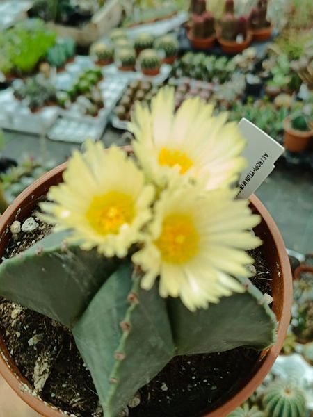 Astrophytum Nudum big size Pentacostatum