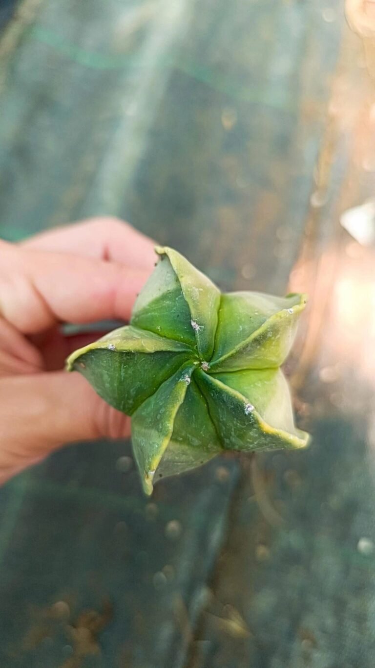 Astrophytum nudum variegata