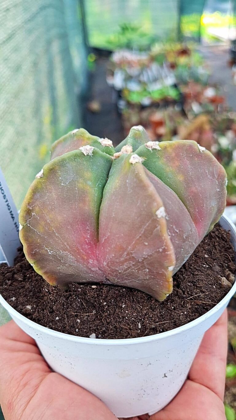 Astrophytum nudum Variegata