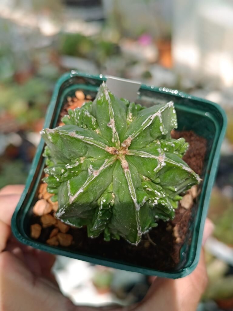 Astrophytum nudum fukuryu haku-jo