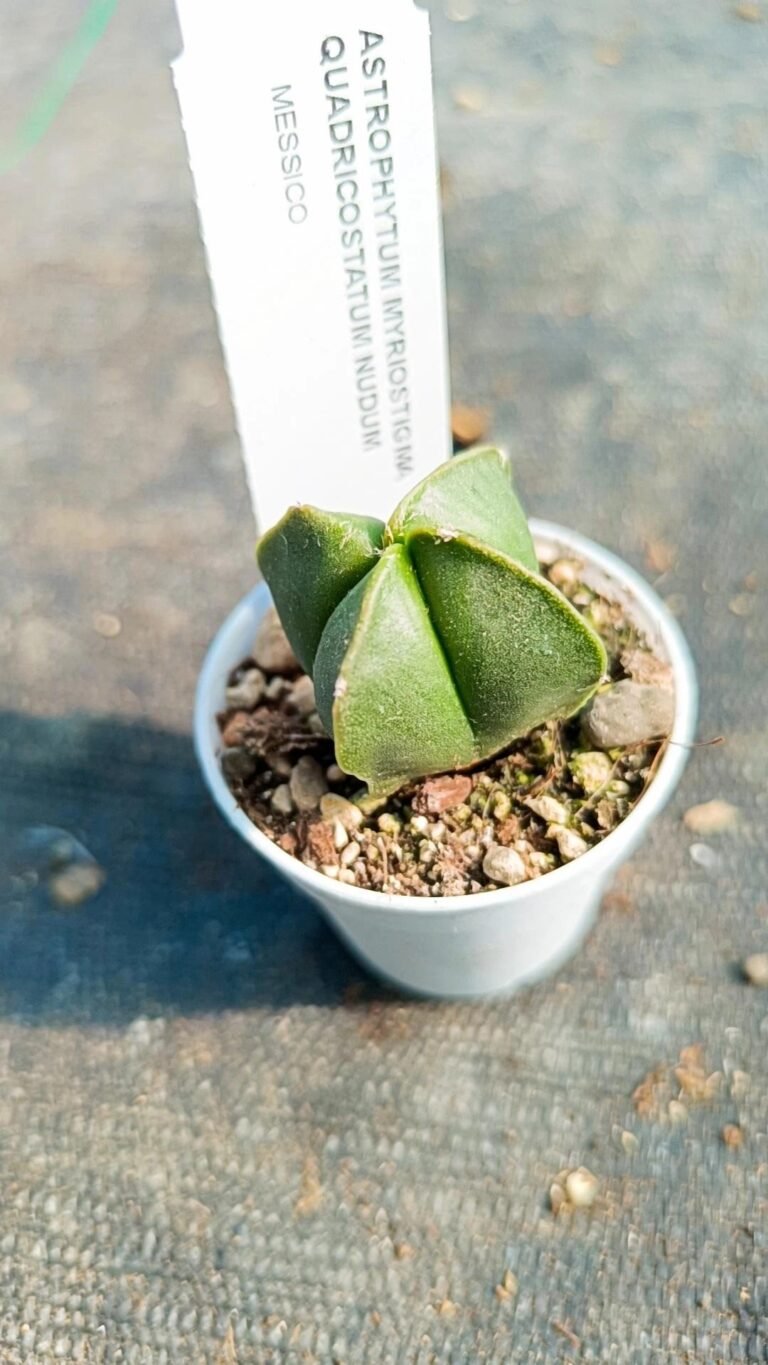 Astrophytum Nudum hybrid Quadricostatum