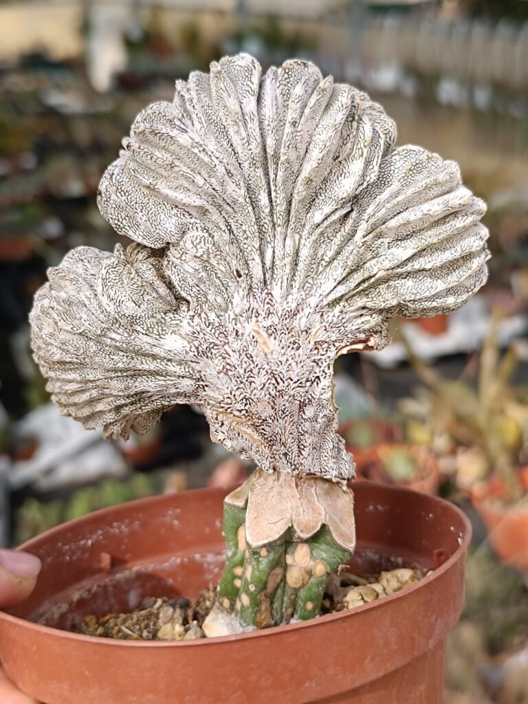 Astrophytum Onzuka Crestata Innestata