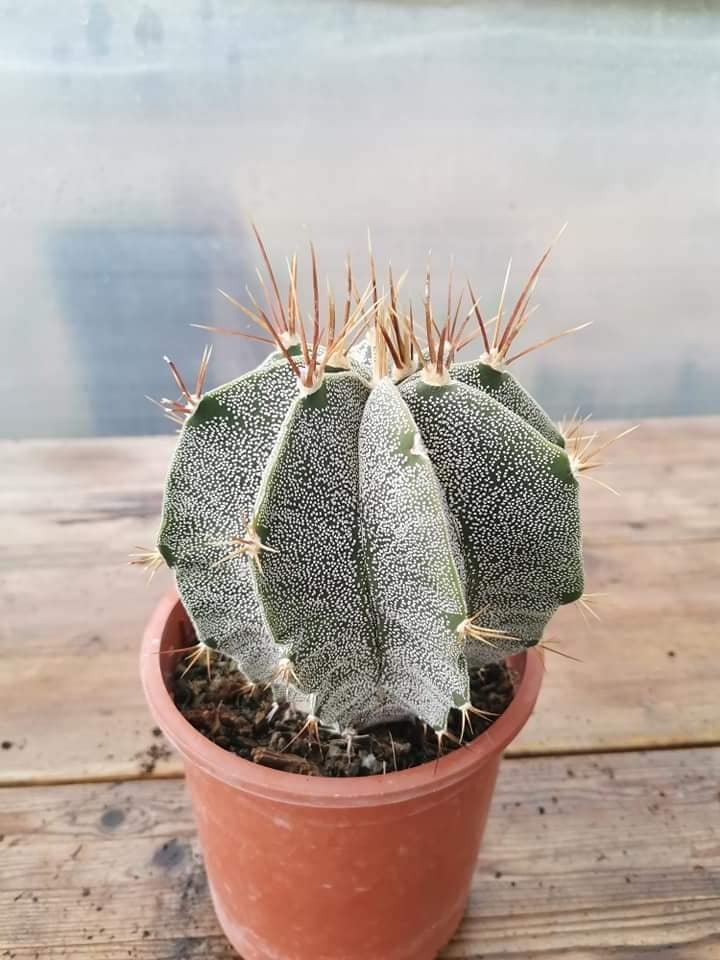 Astrophytum Ornatum