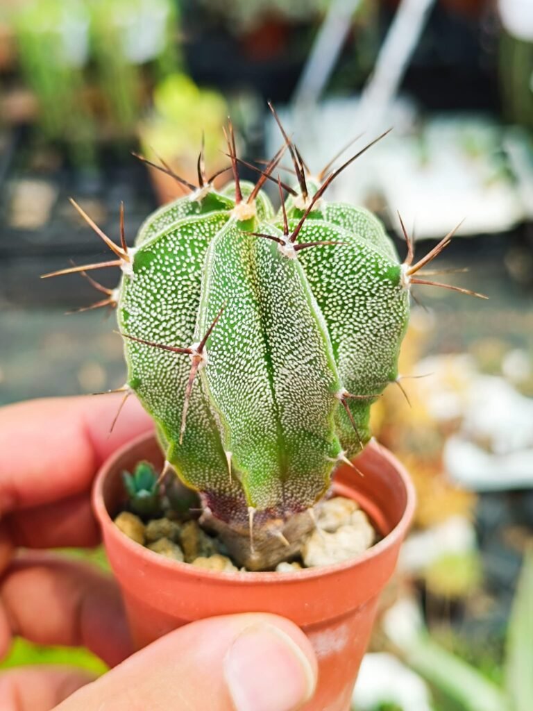 Astrophytum Ornatum