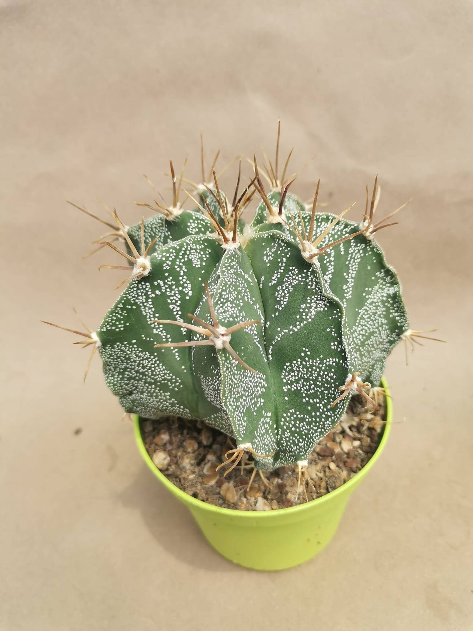 Astrophytum Ornatum