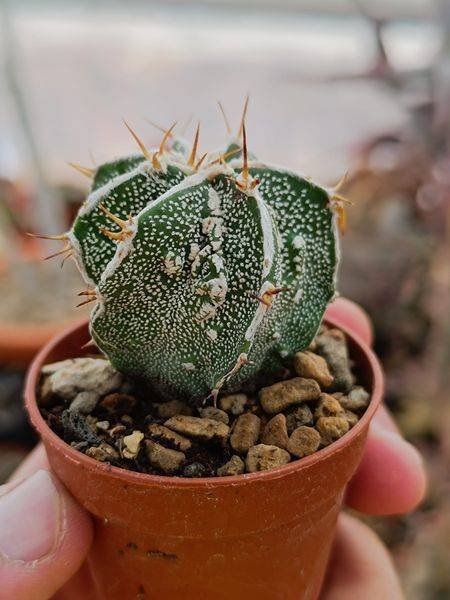 Astrophytum ornatum cv Hukuryu Hannya