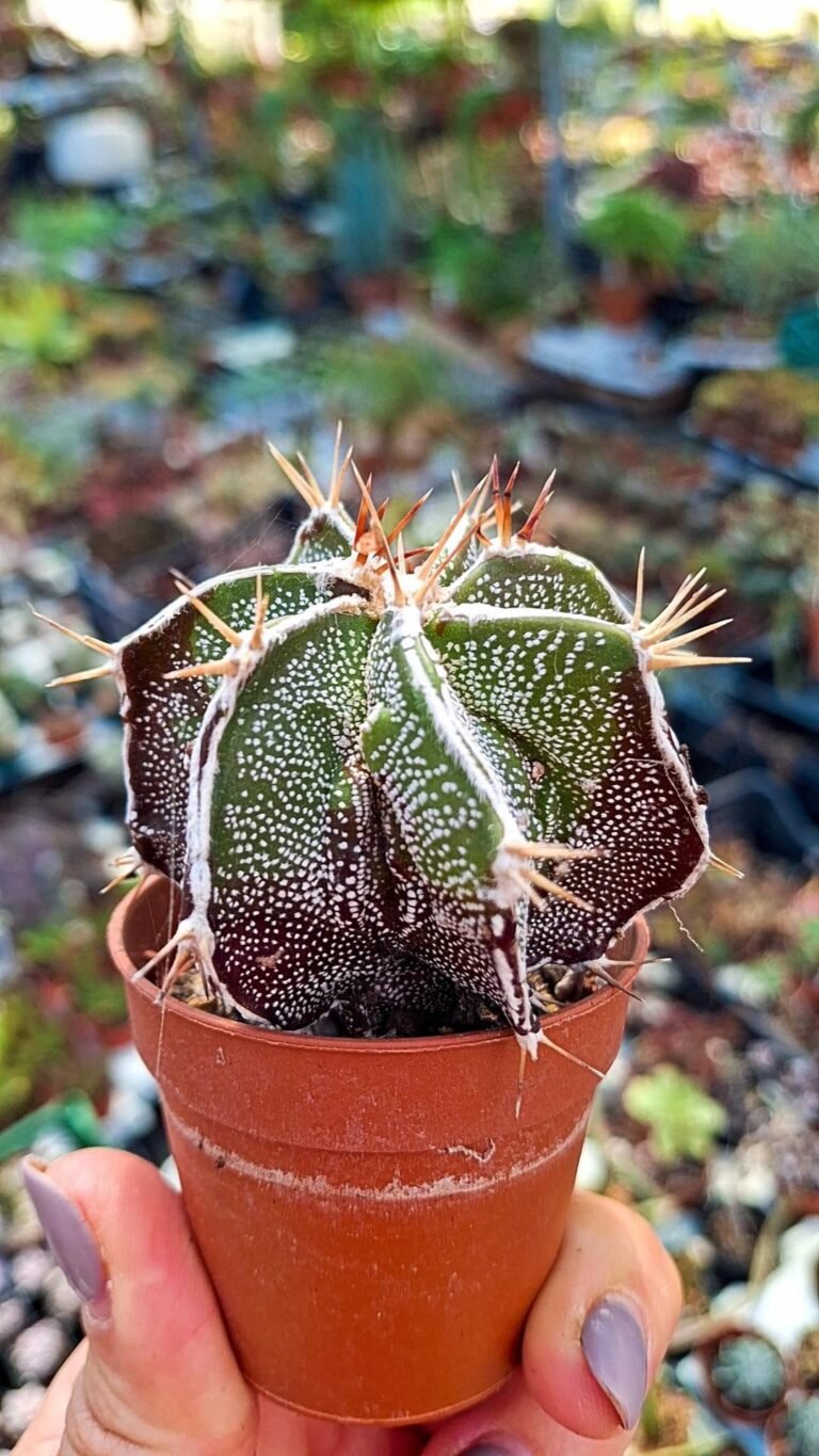 Astrophytum Ornatum Haku-jo