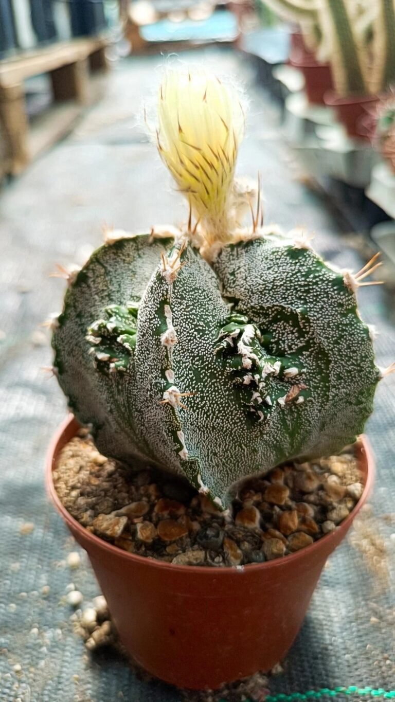 Astrophytum ornatum x fukuryu