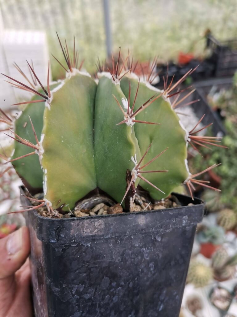 Astrophytum Ornatum Fukuryu x Hannya
