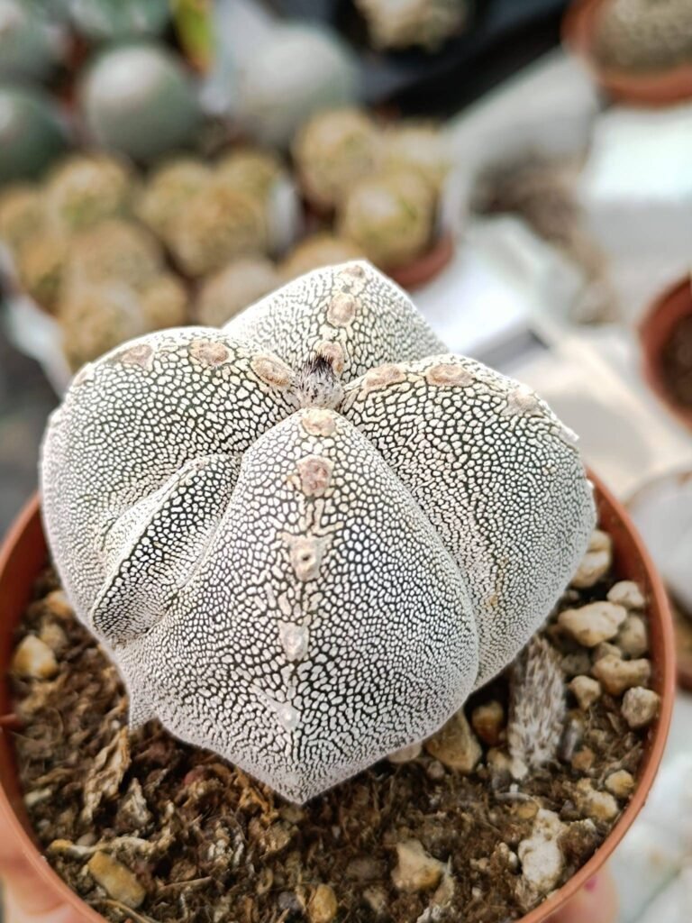 Astrophytum quadricostatum infracosta v type f. Ball
