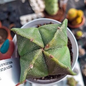 Astrophytum Nudum hybrid Quadricostatum