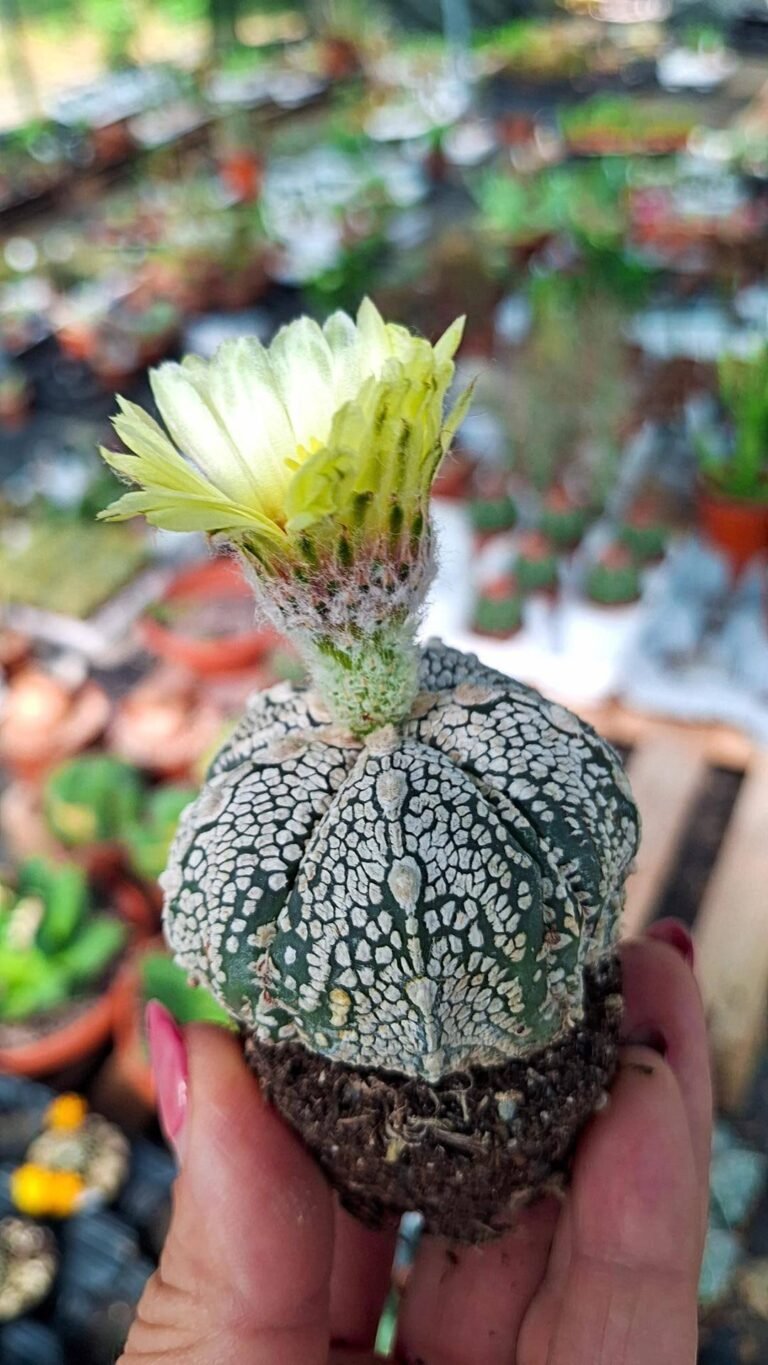 Astrophytum Superkabuto hybrid