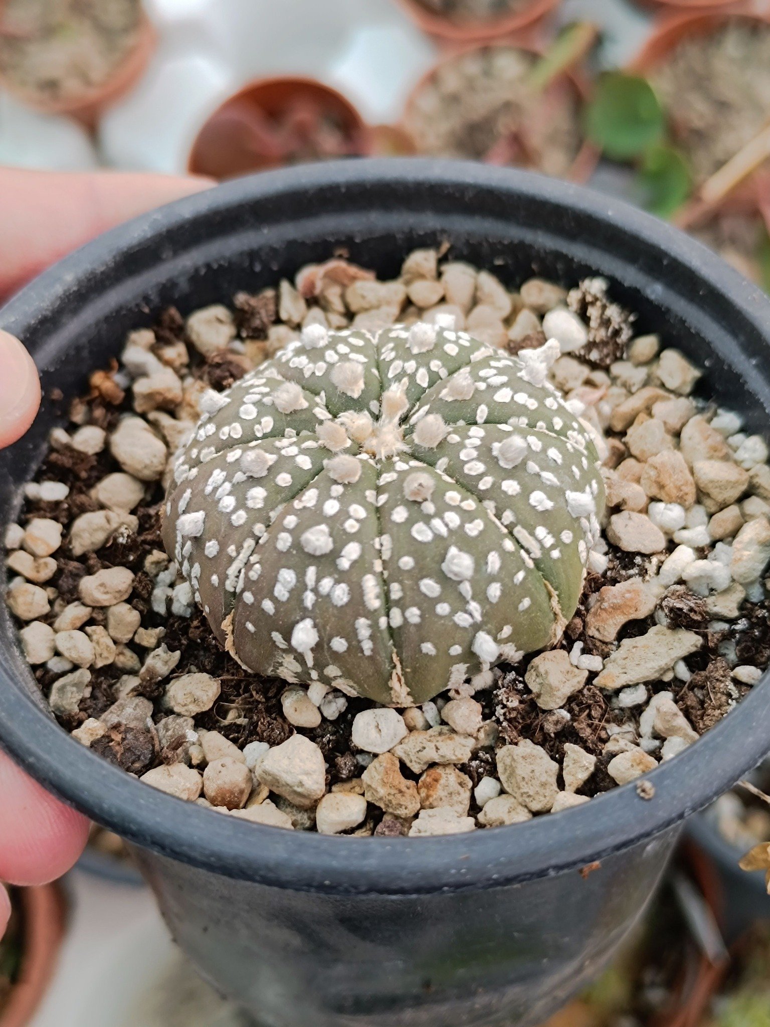 Astrophytum Superkabuto hybrid