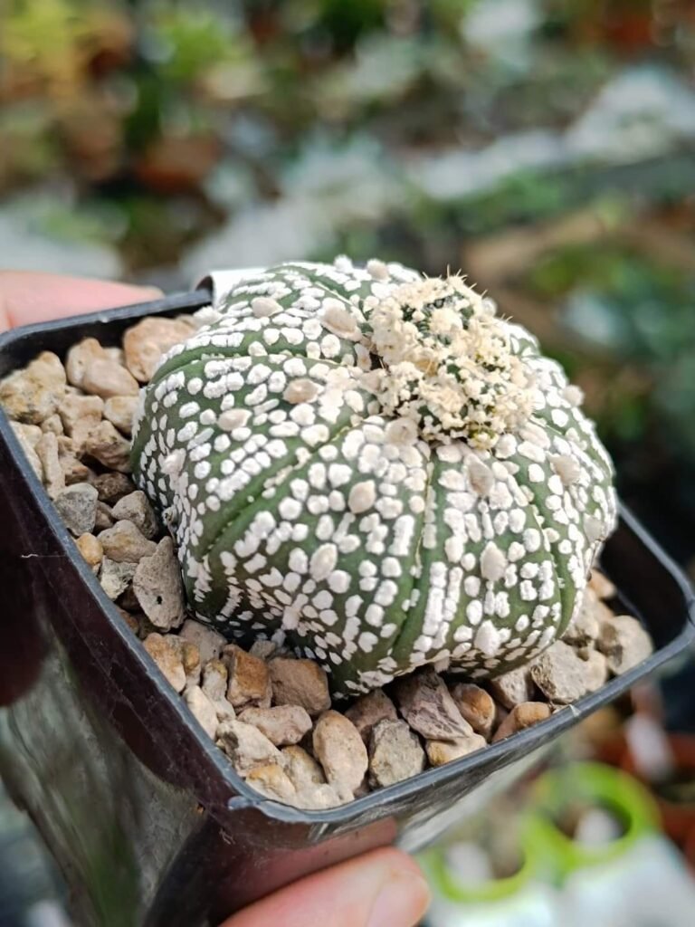 Astrophytum Superkabuto v. Star Shape mostruoso