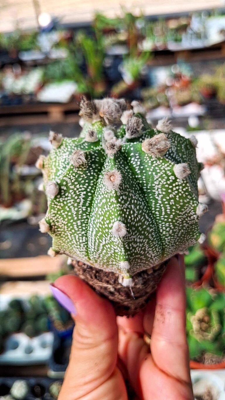Astrophytum asterias x capricorne x ooibo