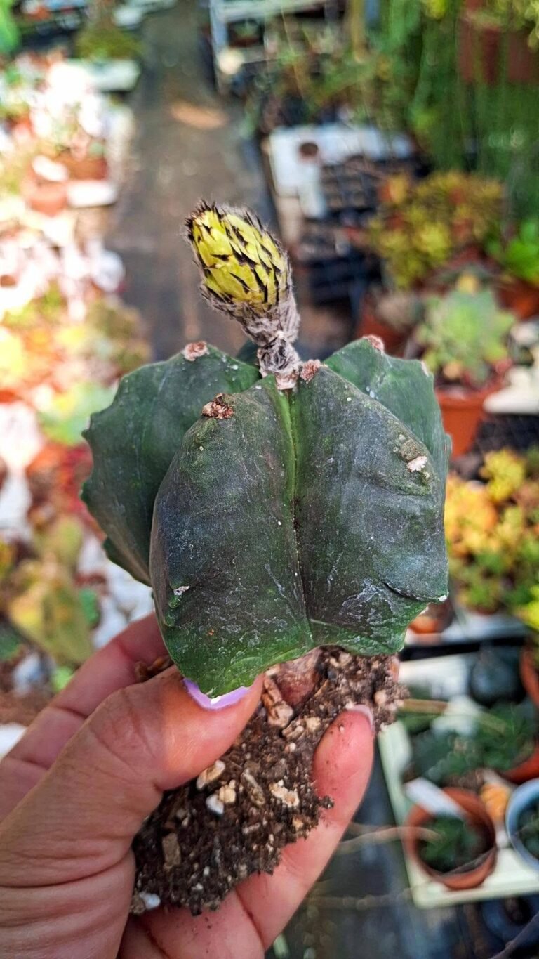 Astrophytum Nudum Kikko Hybrid