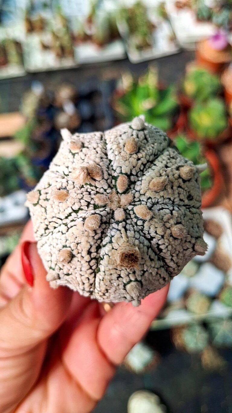 Astrophytum Superkabuto