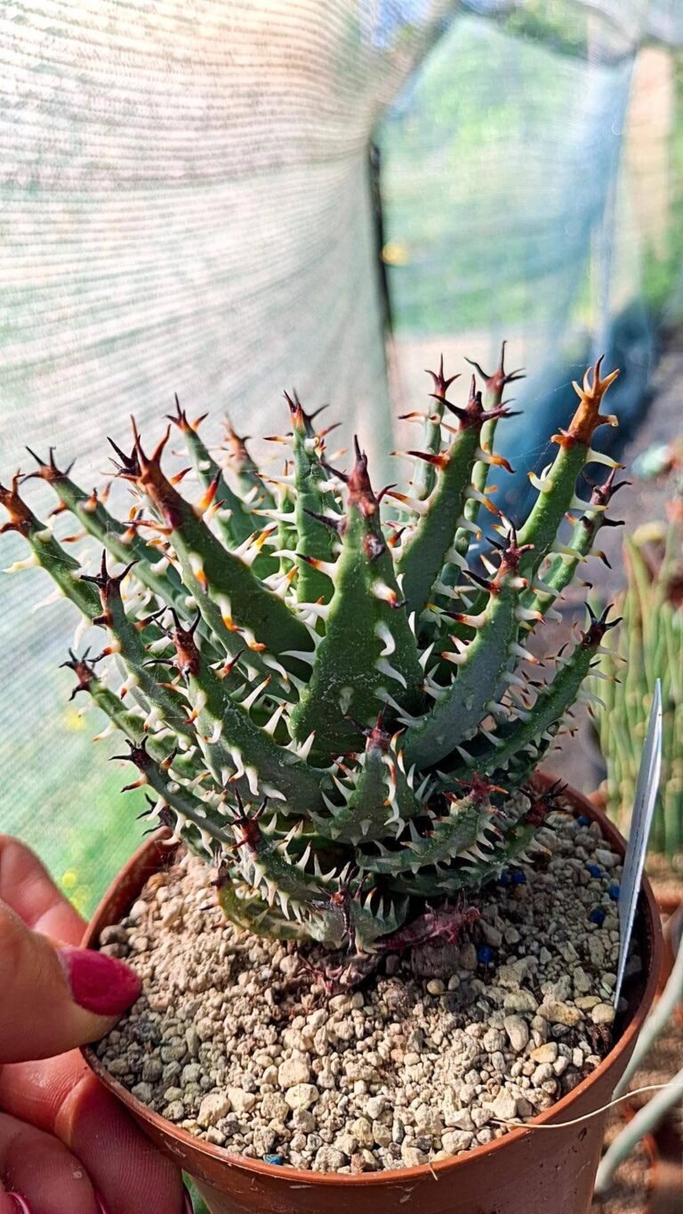 Siracactus-cactus-Aloe-Erinacea.jpg