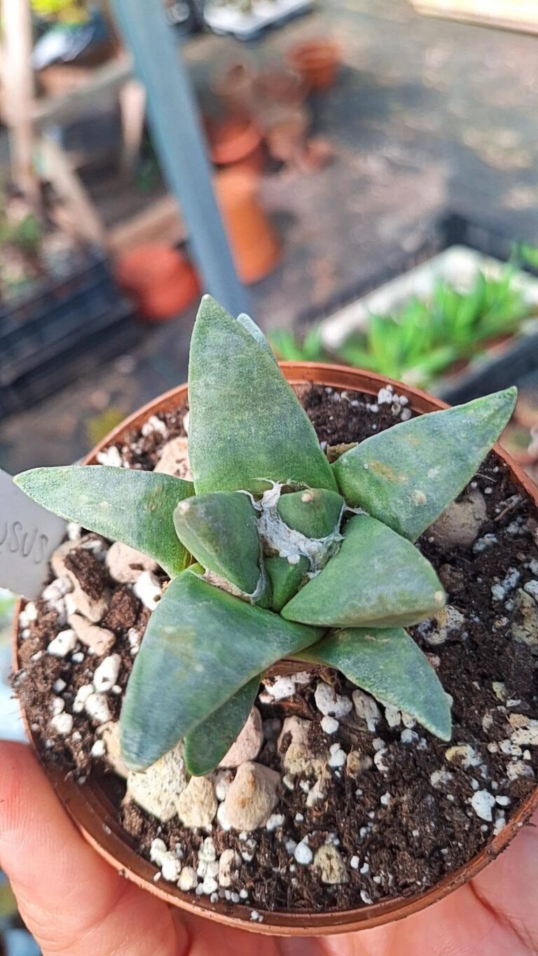 Ariocarpus Confusus