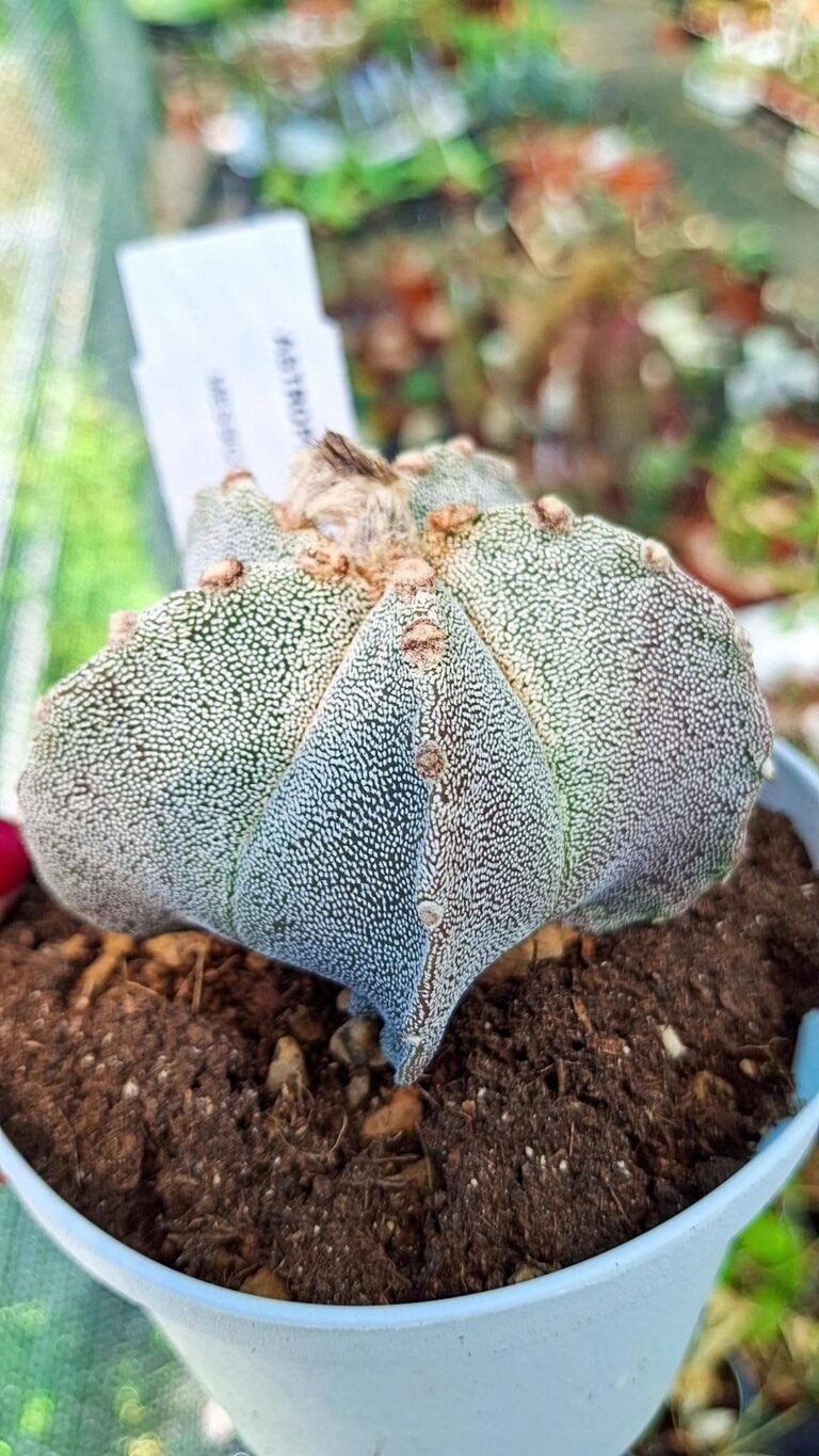 Astrophytum Myriostigma