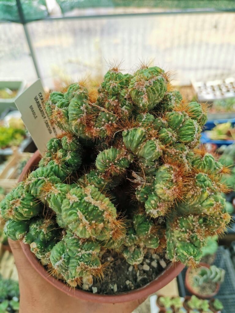 Cereus Peruvianus Mostruoso Crestato Variegata