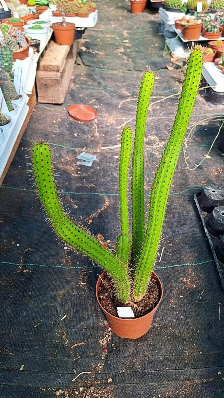 Borzicactus Samaipatanus